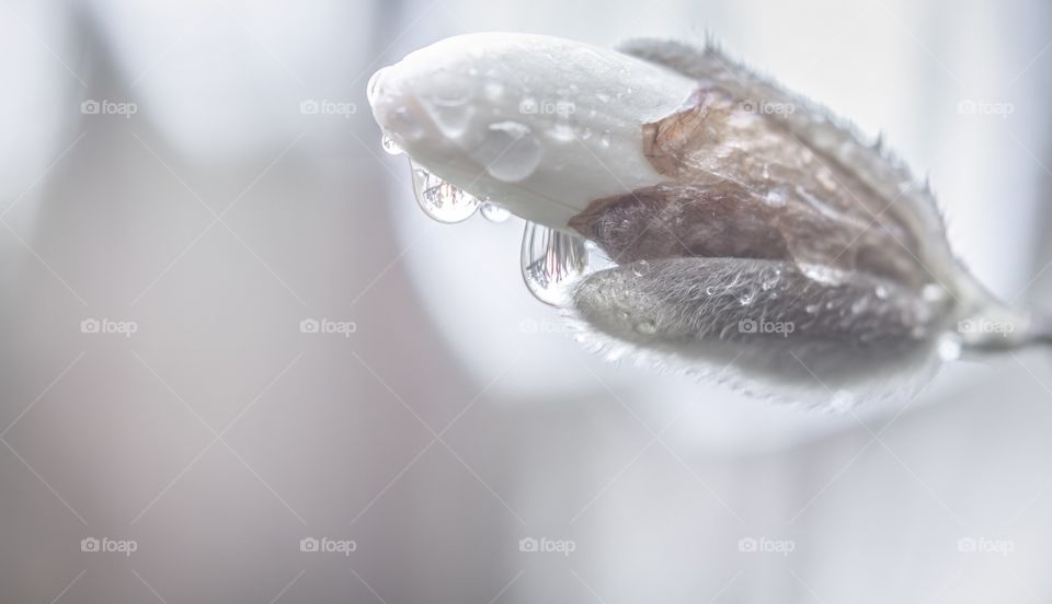 White magnolia bud with water drops 