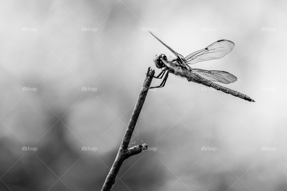 A dragonfly perches on a twig as it scans the airspace for tiny scrumptious insects. Yates Mill County Park in Raleigh, North Carolina. 