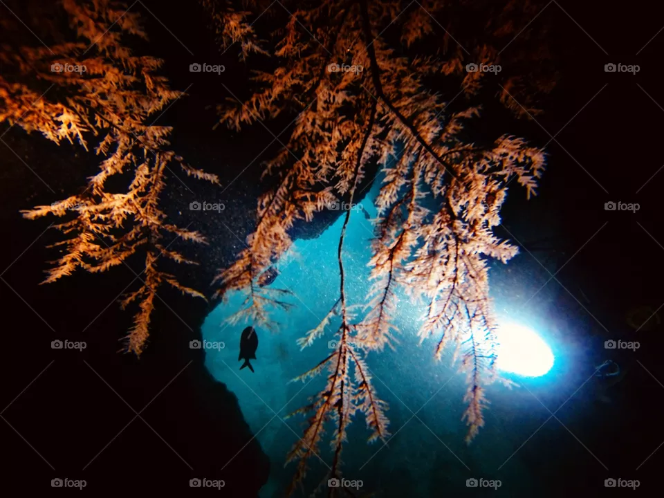 Diving