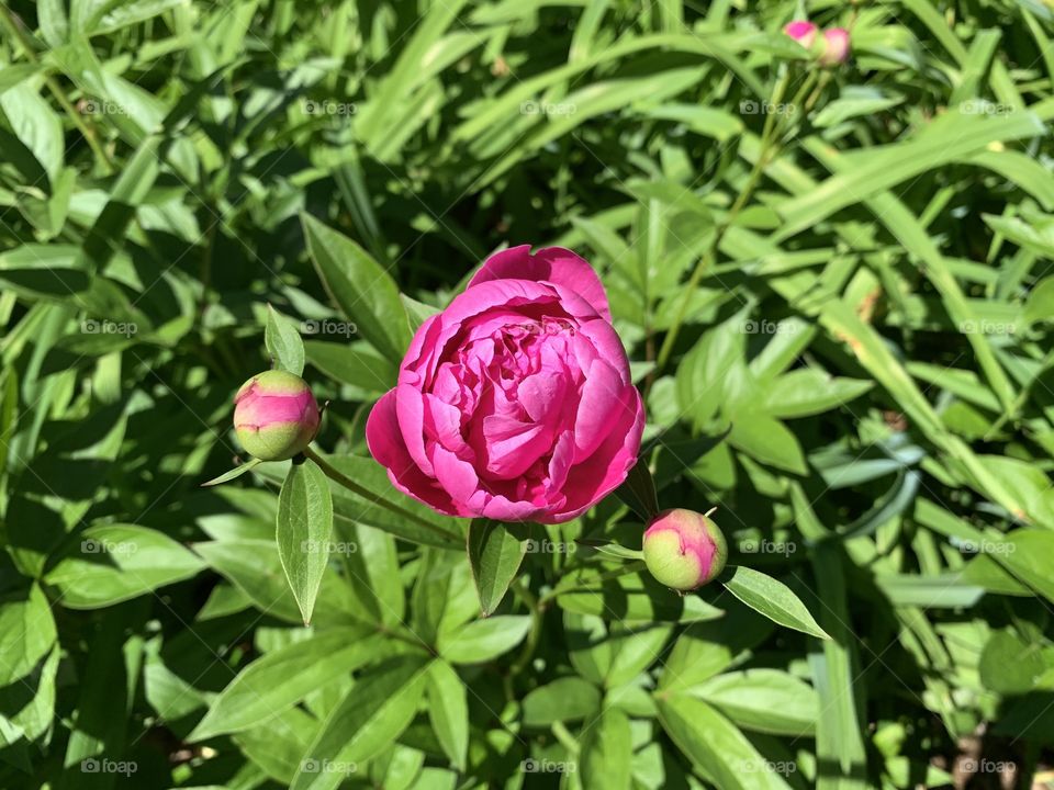 Bright pink Peony flower and buds with ants on them