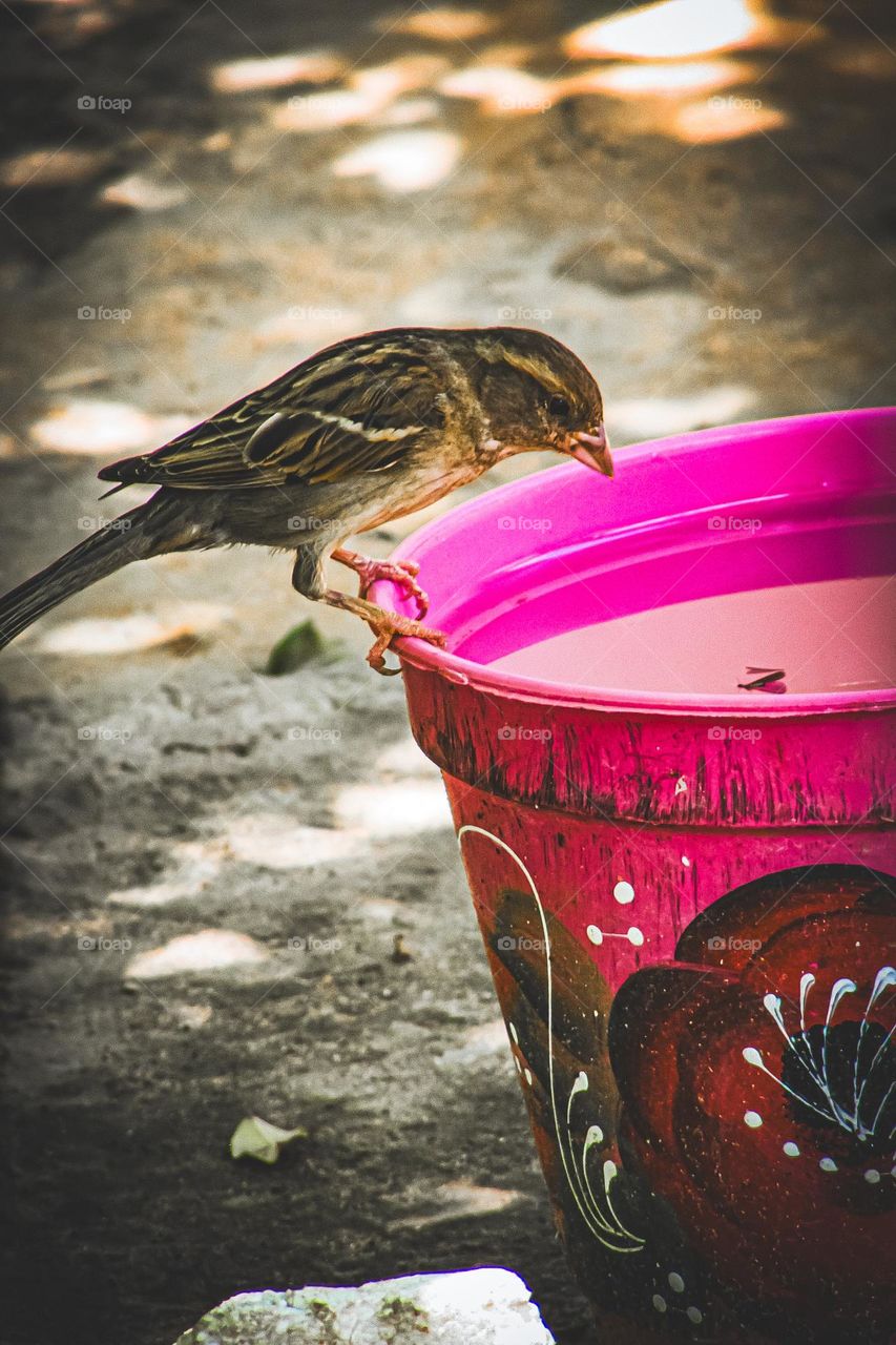 Bird | Pássaro | passer