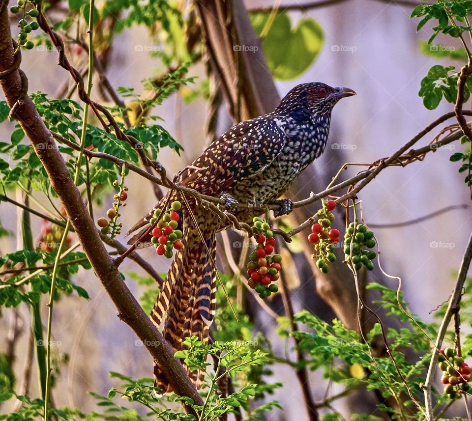 Bird photography - Asian Koel - Perching in morning - Scouting the environment for potential threats 