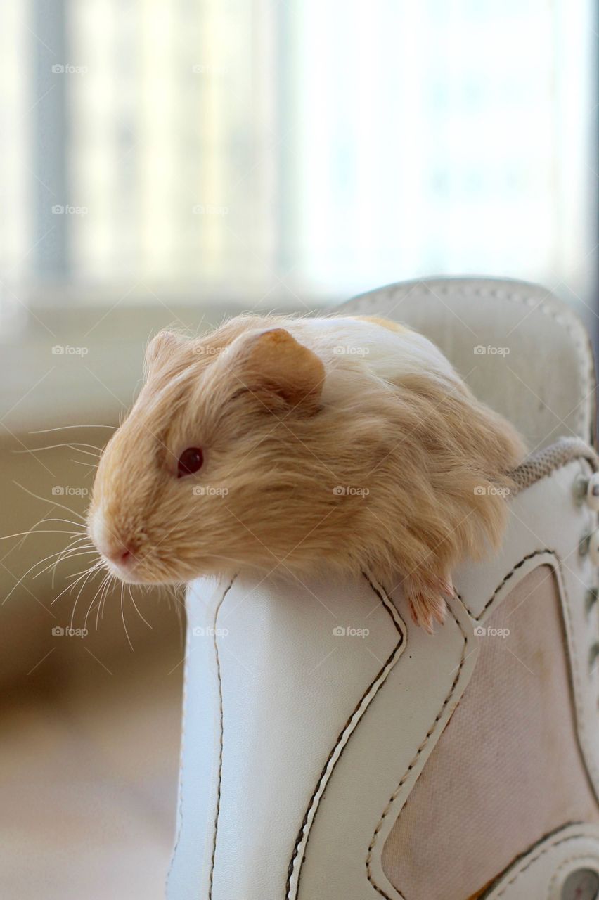 Guinea Pig 