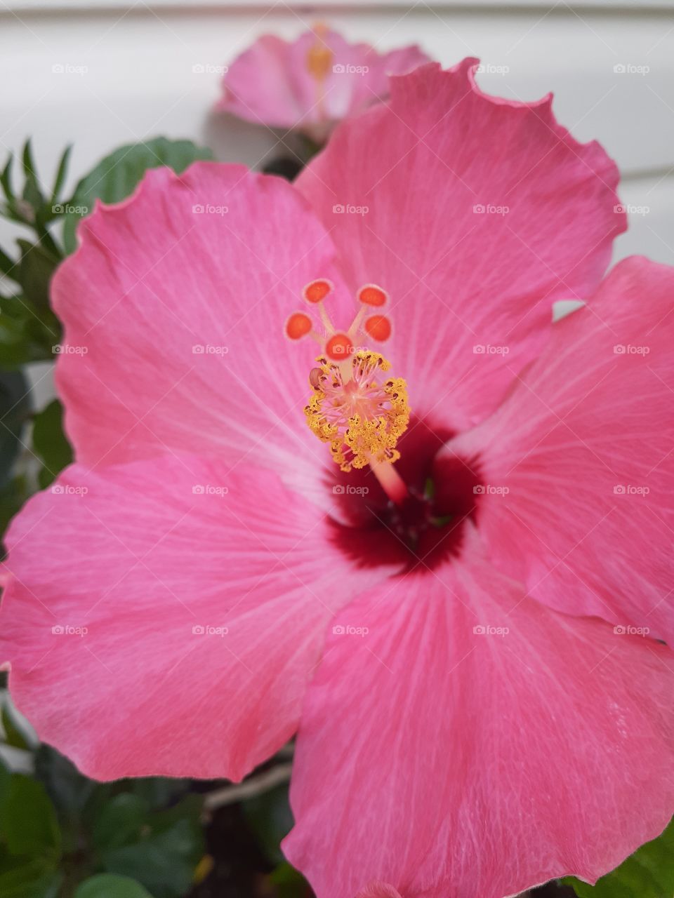 Hibiscus Blooms