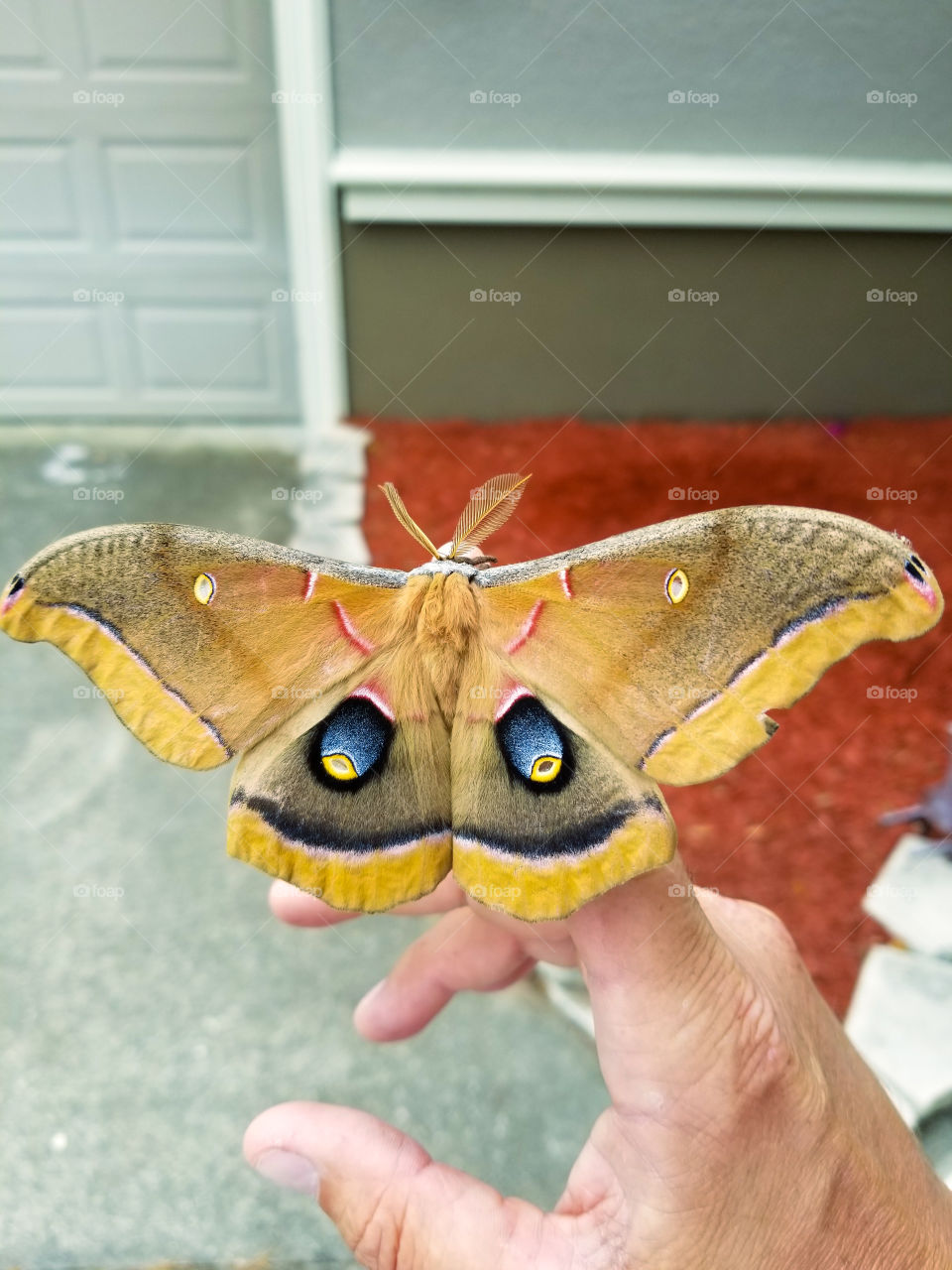 Polyphemus Moth similar to Sphynx Moth.  Vivid colors and extremely crisp / sharp focus. feather like antennae.