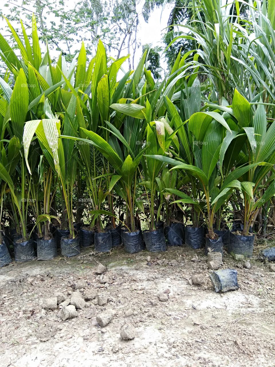 Coconut plants.