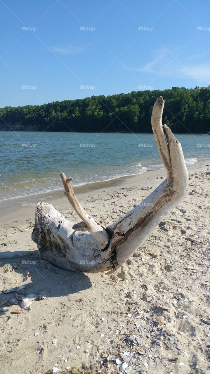 Large piece of driftwood on a local beach !