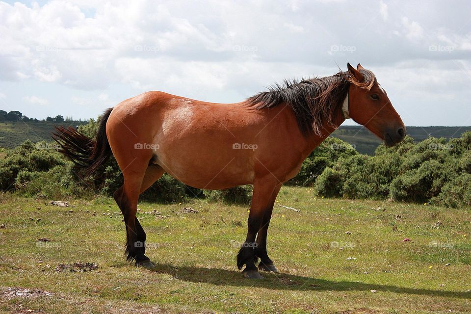 Brown horse 