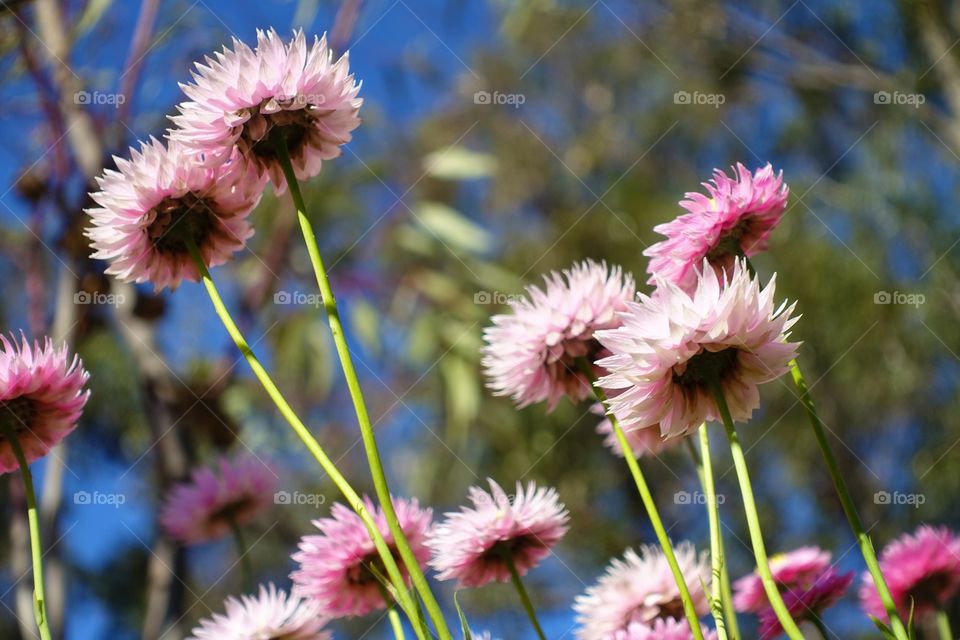 Australian daisy, pink everlastings from below with blue sky and trees.