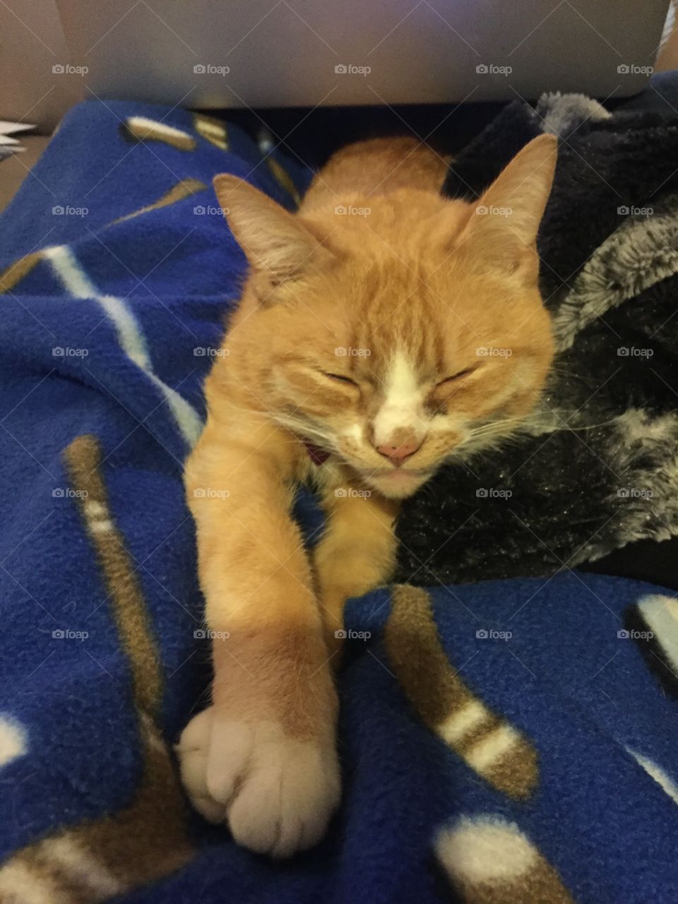 Cat, Sleep, Pet, One, Cute