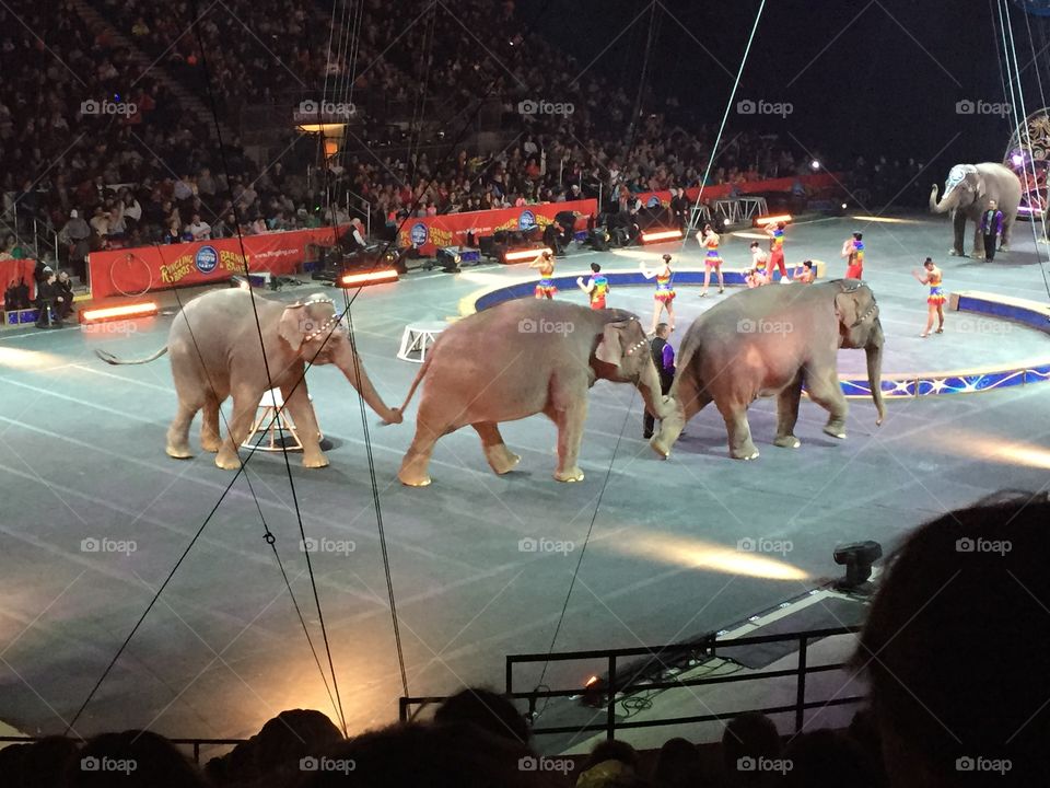 Circus 🐘🐘🐘