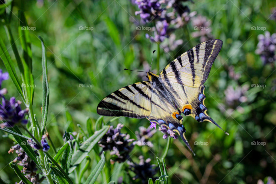 swallowtail butterfly at field