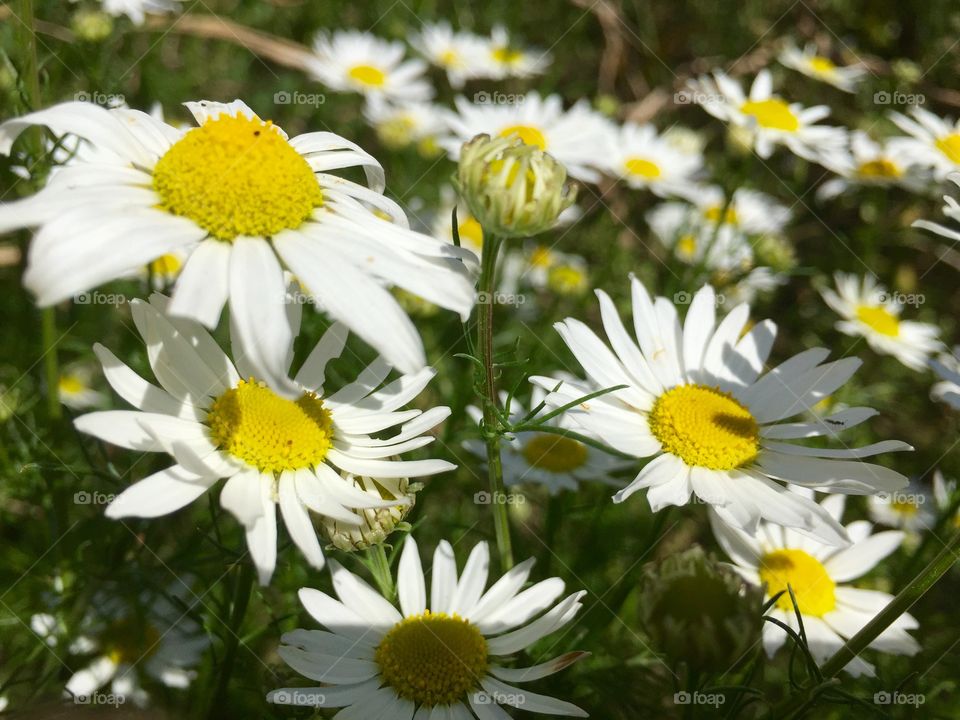 Flowers