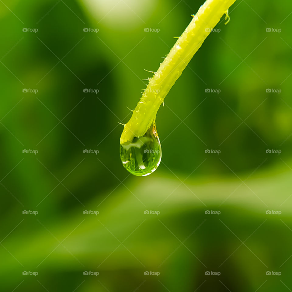 Drops of dew on a grass. beautiful nature