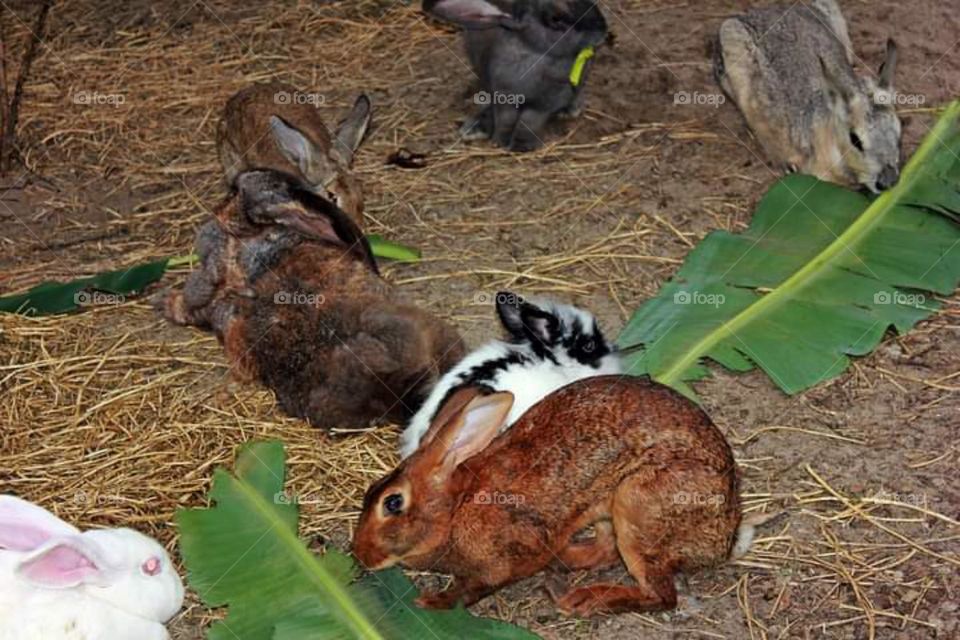Lunch For Rabbits