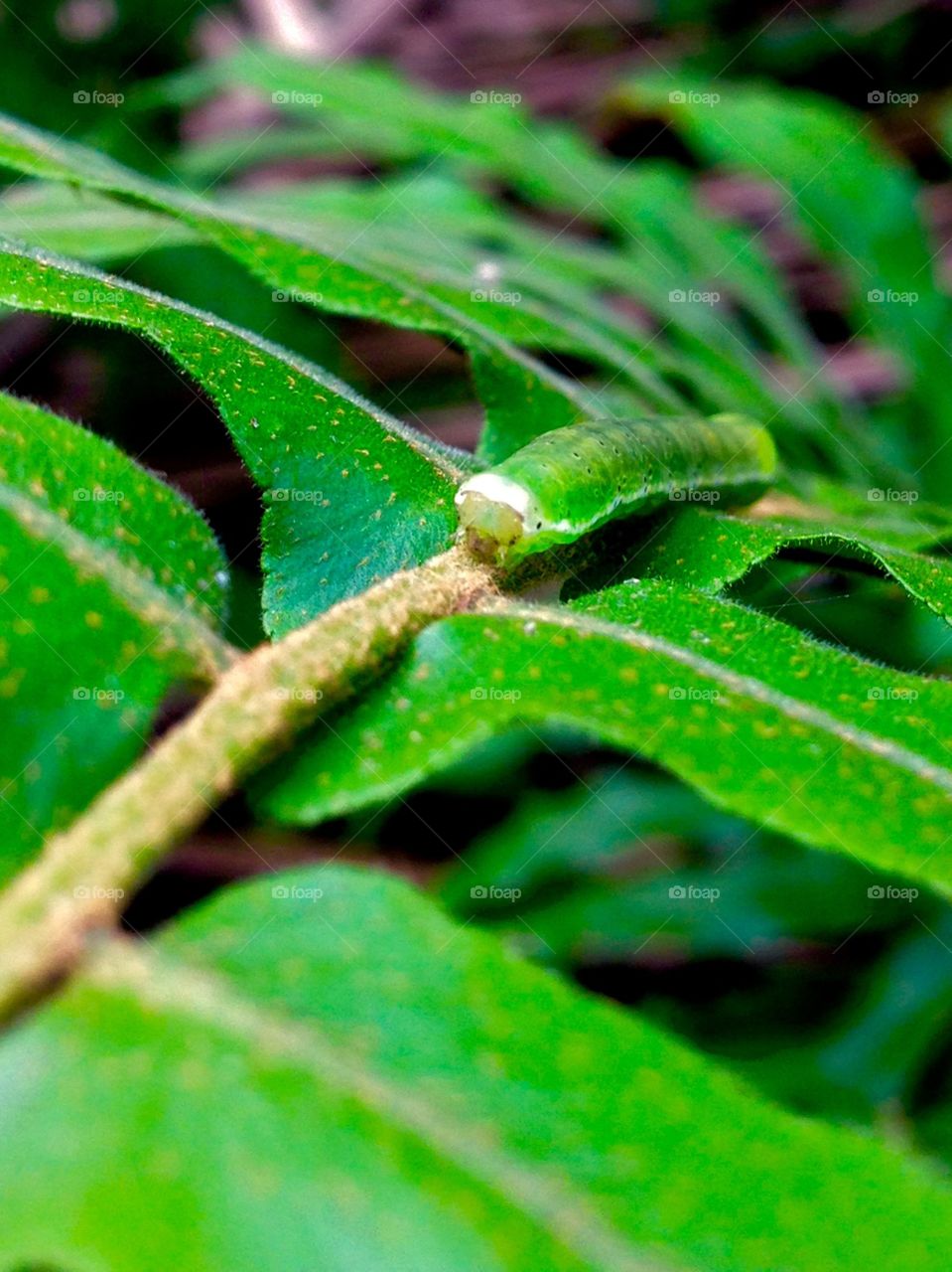 larva and plant reports