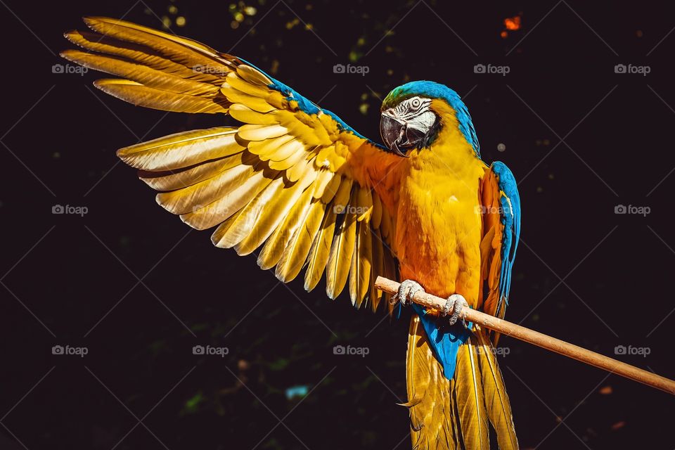 A yellow and blue macaw with one wing open perched on a wooden stick ; beautiful detailed clear, close up photo 