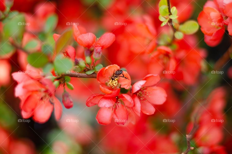 Bee on Flower