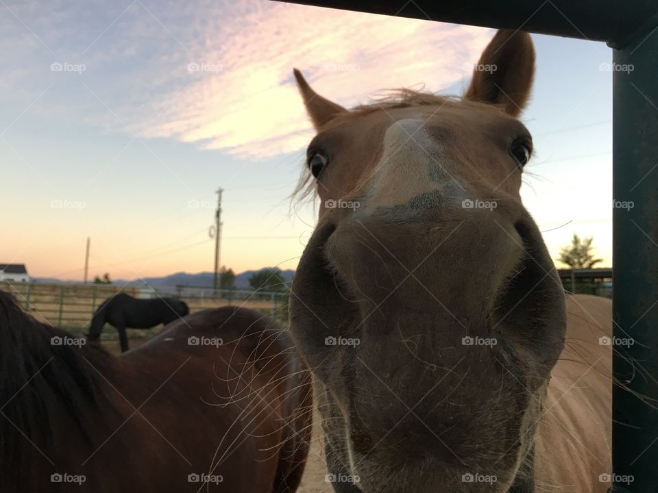 Horse at dusk in corral