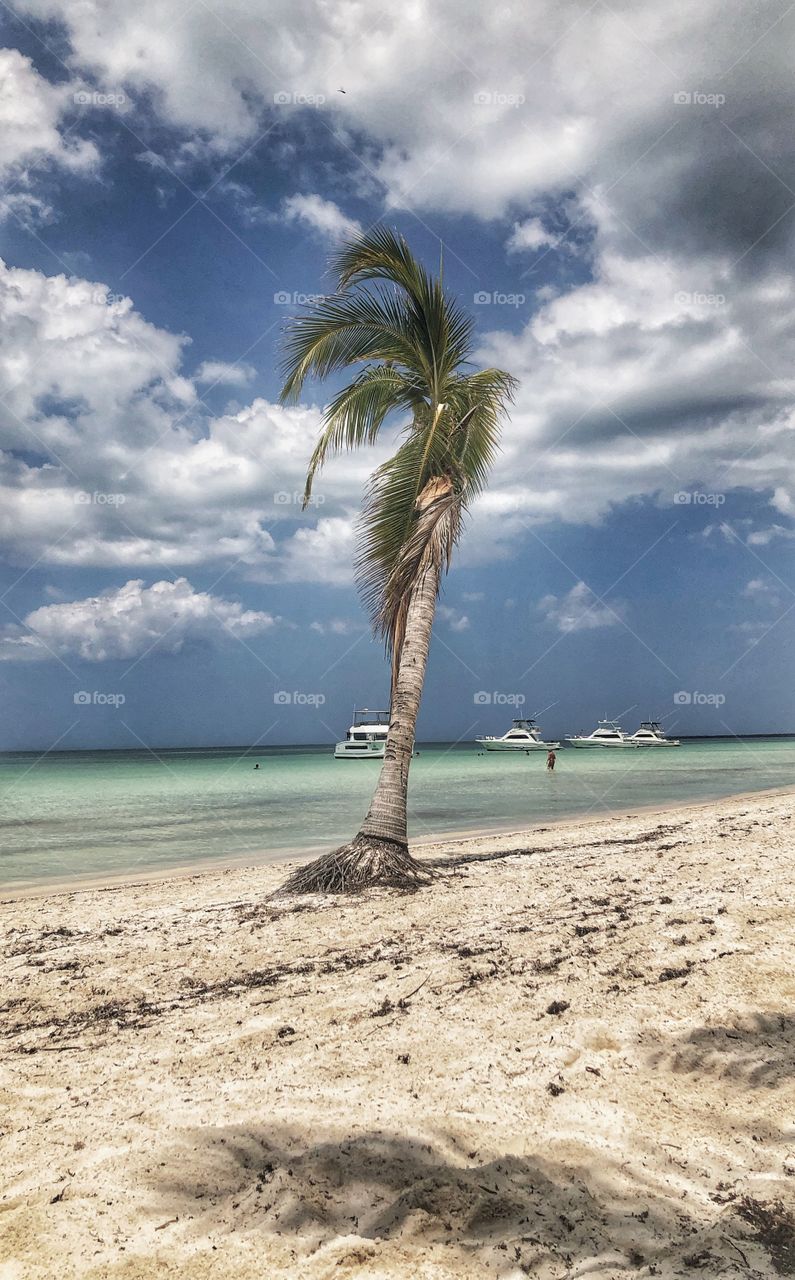 Palm tree on caya Blanco beach, Cuba.