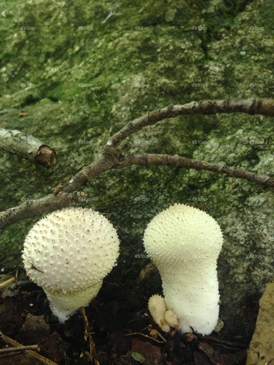 Puffy fungus among us