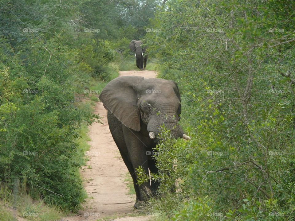 Bull elephants in trail