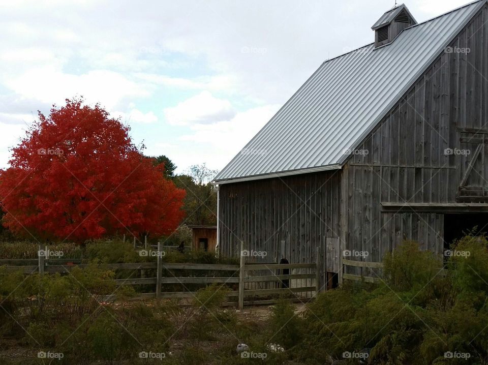 Fall Farm