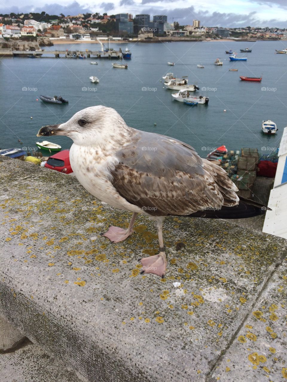 Seagull