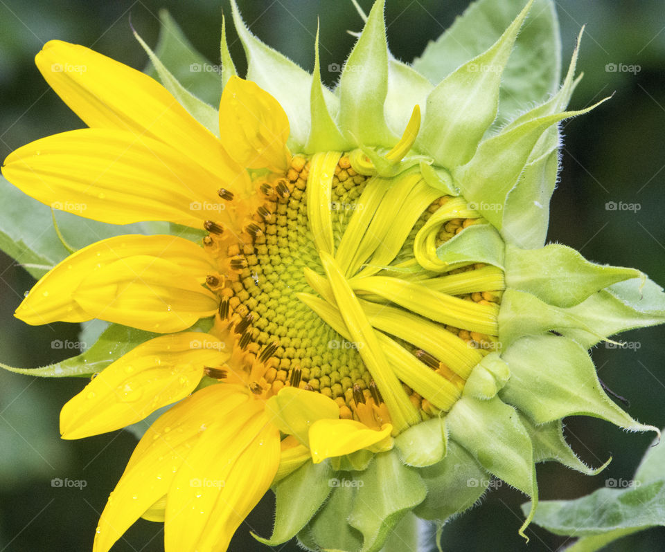Partially bloomed sunflower 