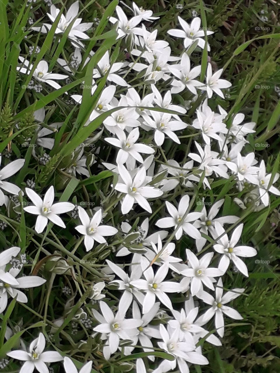 springtime in the country