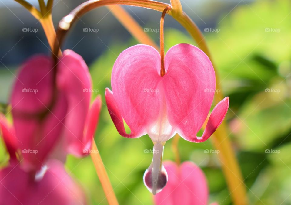 Close-up of bleeding heart flowers