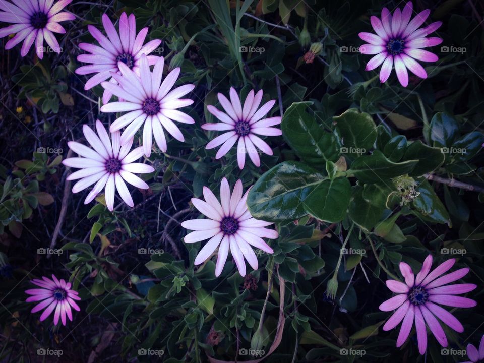 Purple of nature. Flowers