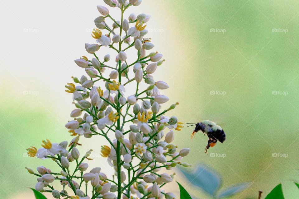 bee flying to a slower