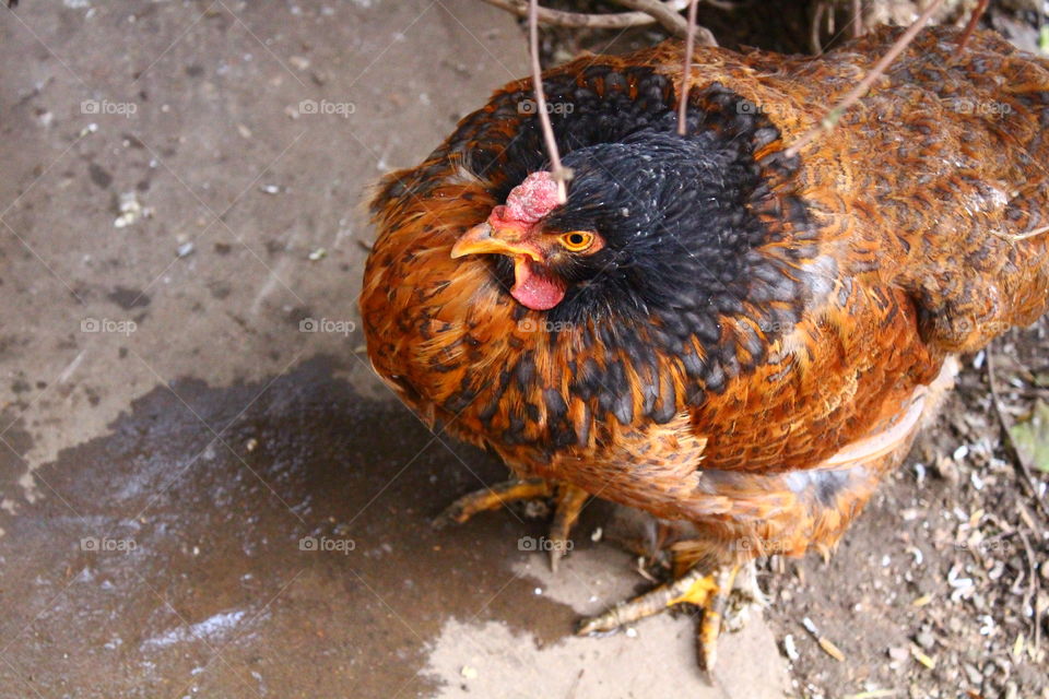 Vivid colors chicken on gray background