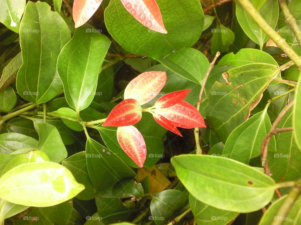 tender leaves