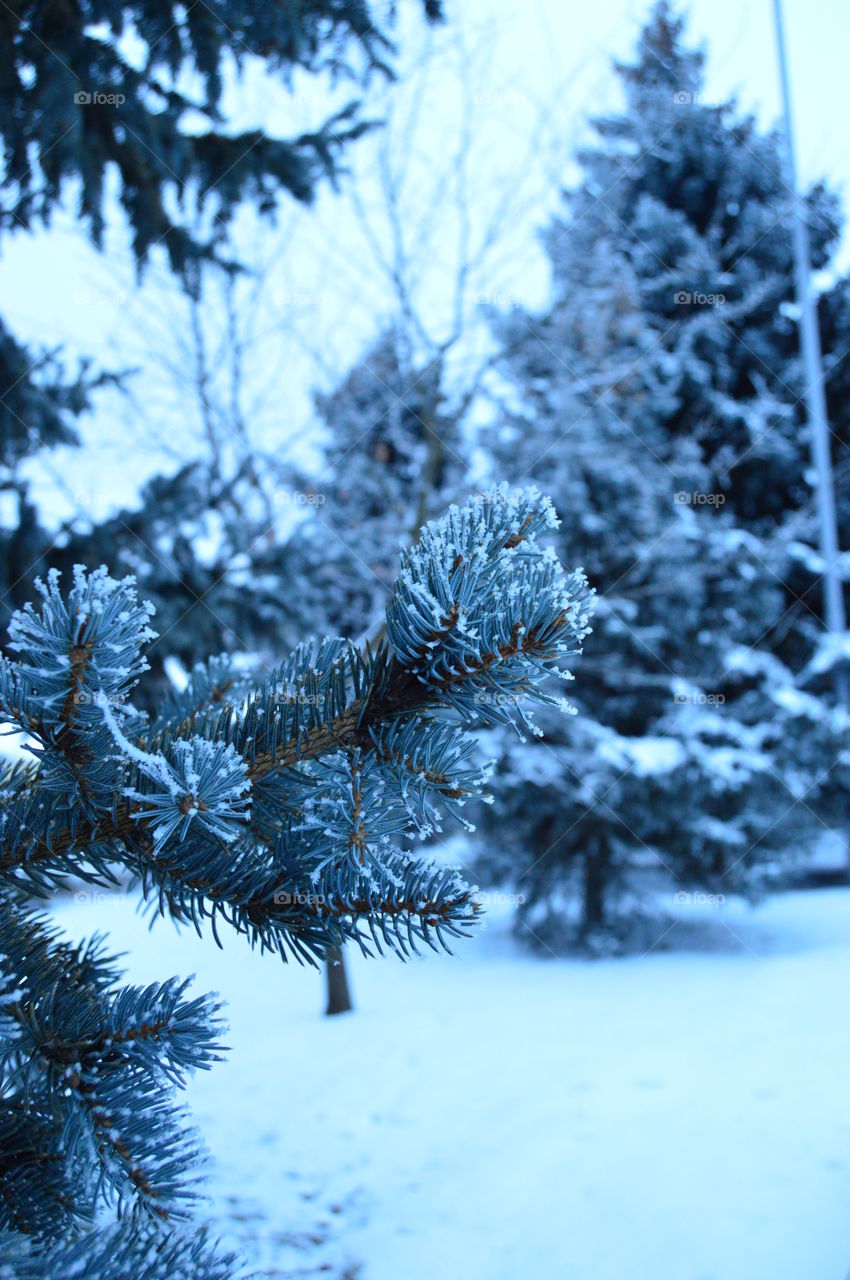 Snow, winter, blue spruce, needles, tree,