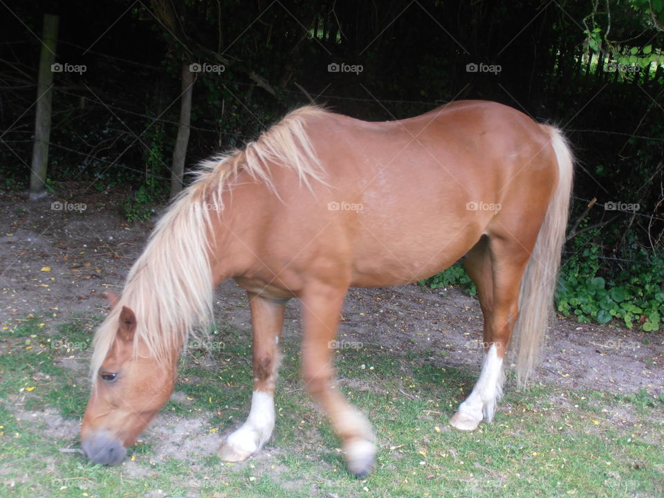 A Blond Horse Eating Grass