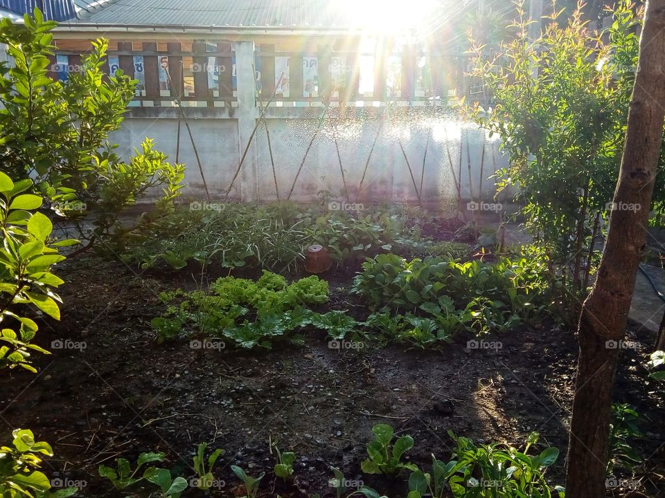 Vegetable plot, vegetable garden, health, vegetables, planting, growing vegetables