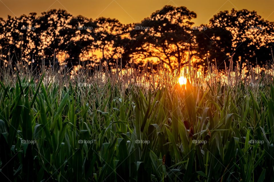 Sun sinks within the tassels. Raleigh, North Carolina. 