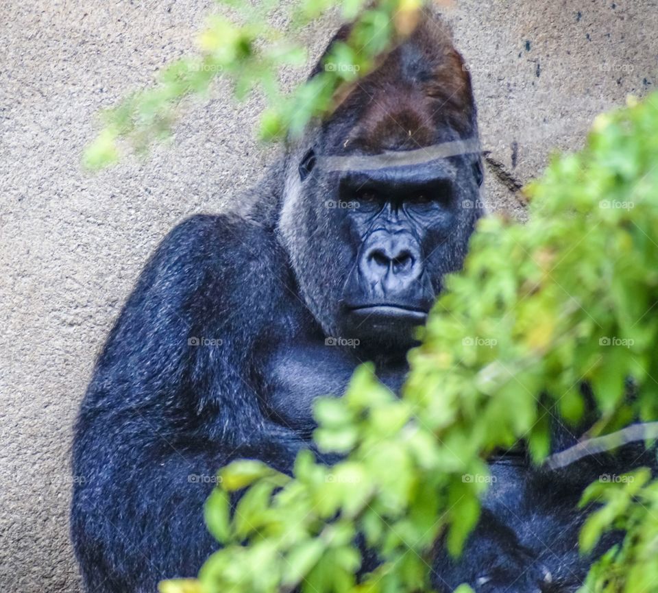 Close-up of black gorilla
