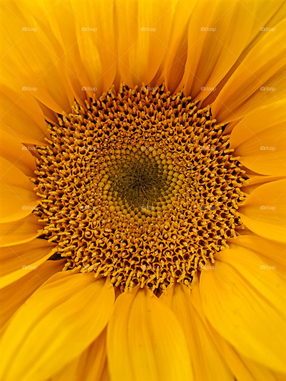 Yellow Daisy soaking up the spring sunshine!