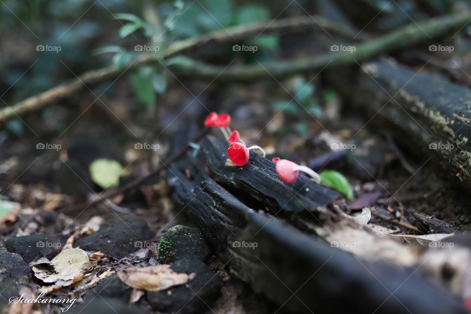 Champagne mushrooms in the forest of Thailand