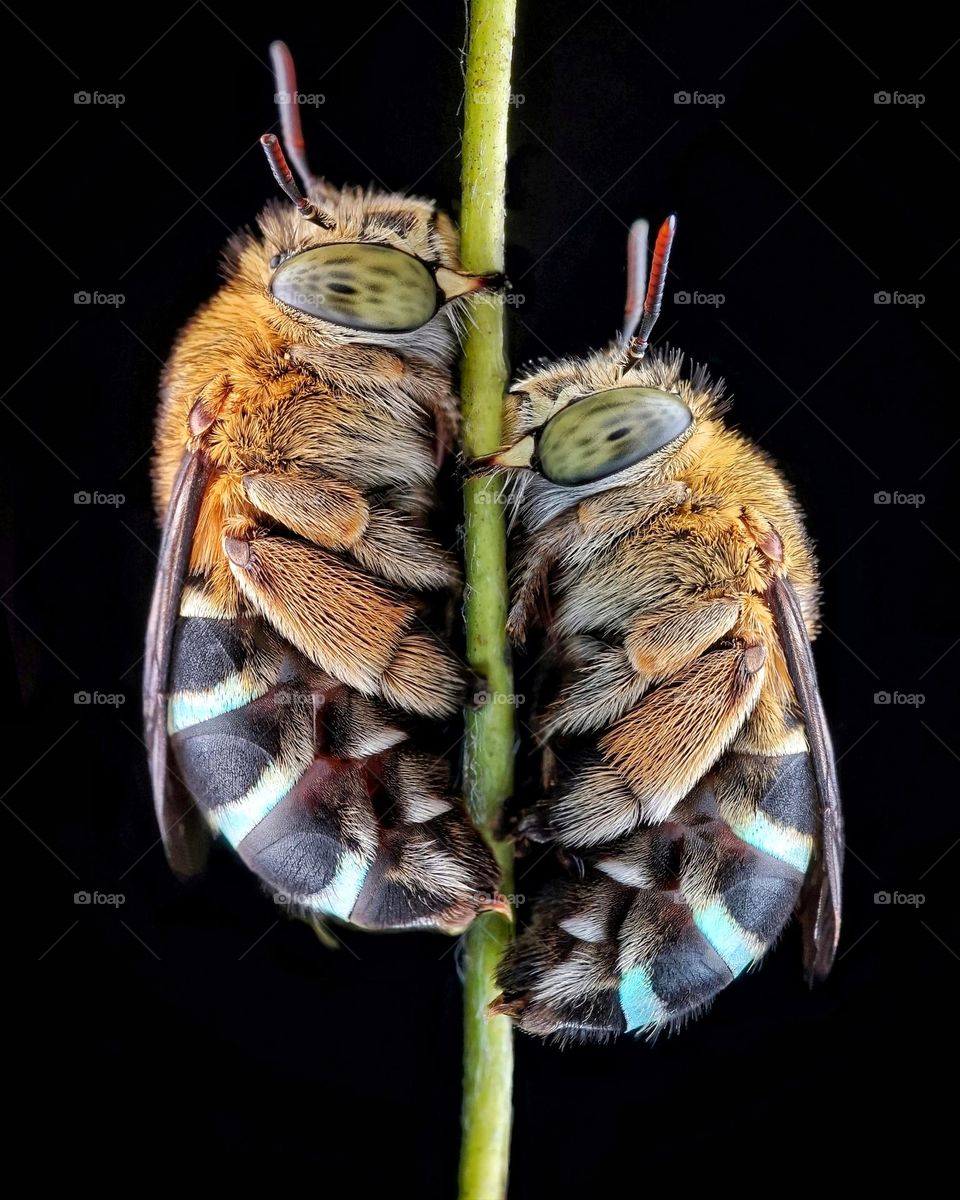 sleeping bees (blue banded bee)