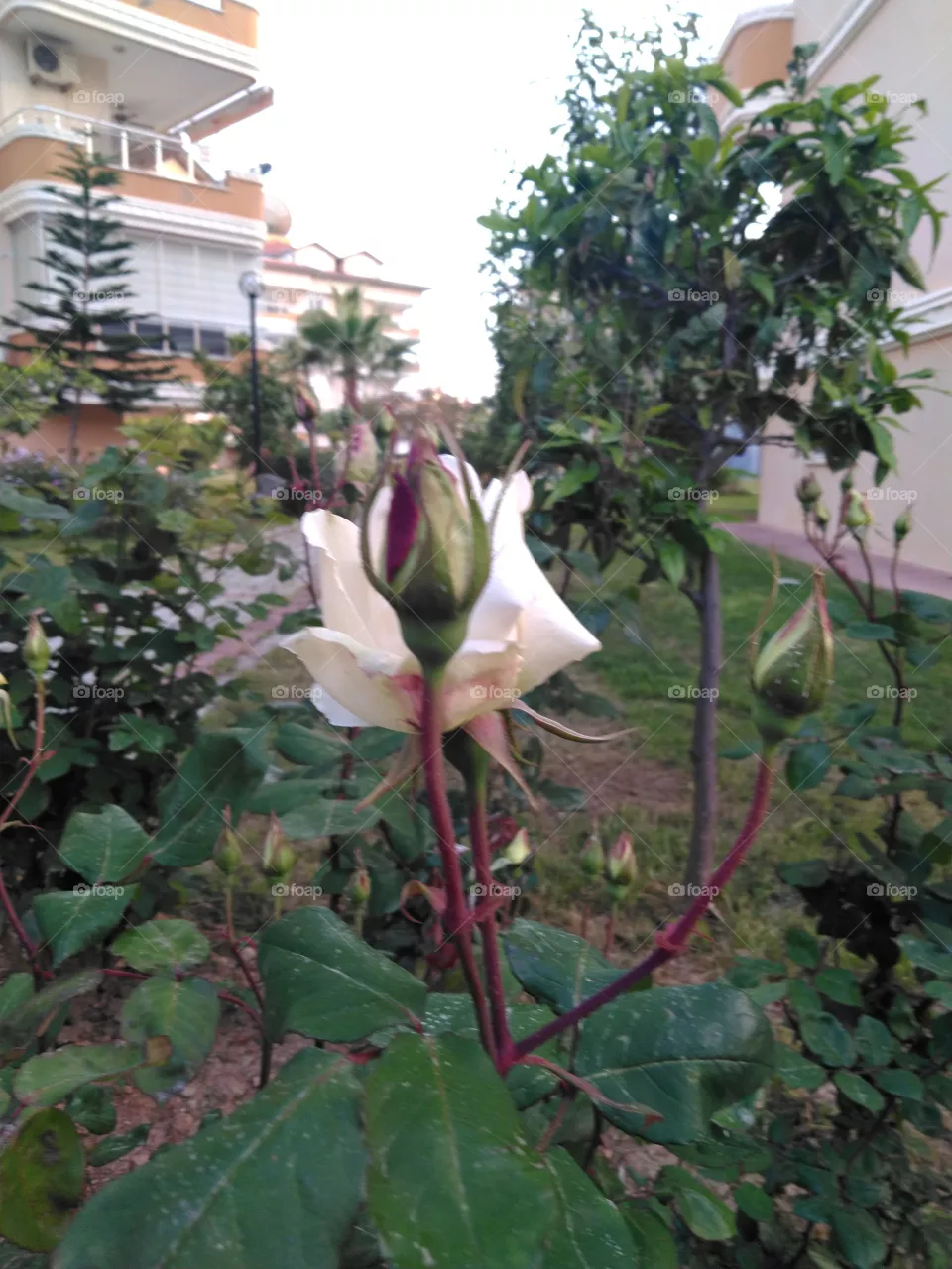 Baby rose