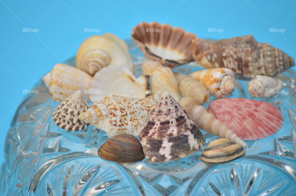 Sea Shells