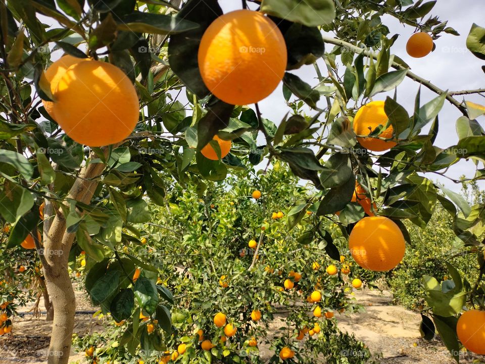beautiful orange garden