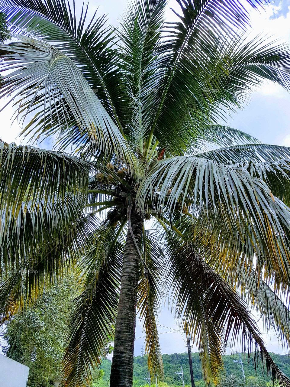 Manila palm