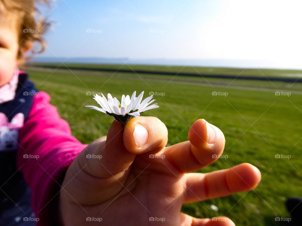 First signs of spring - Daisy 