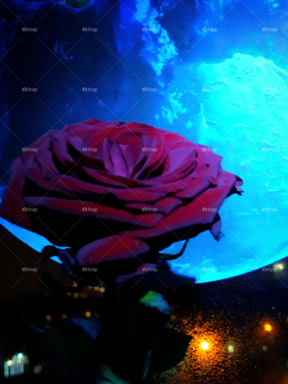Burgundy rose in the dark against the background of the image of the moon, on which the light falls