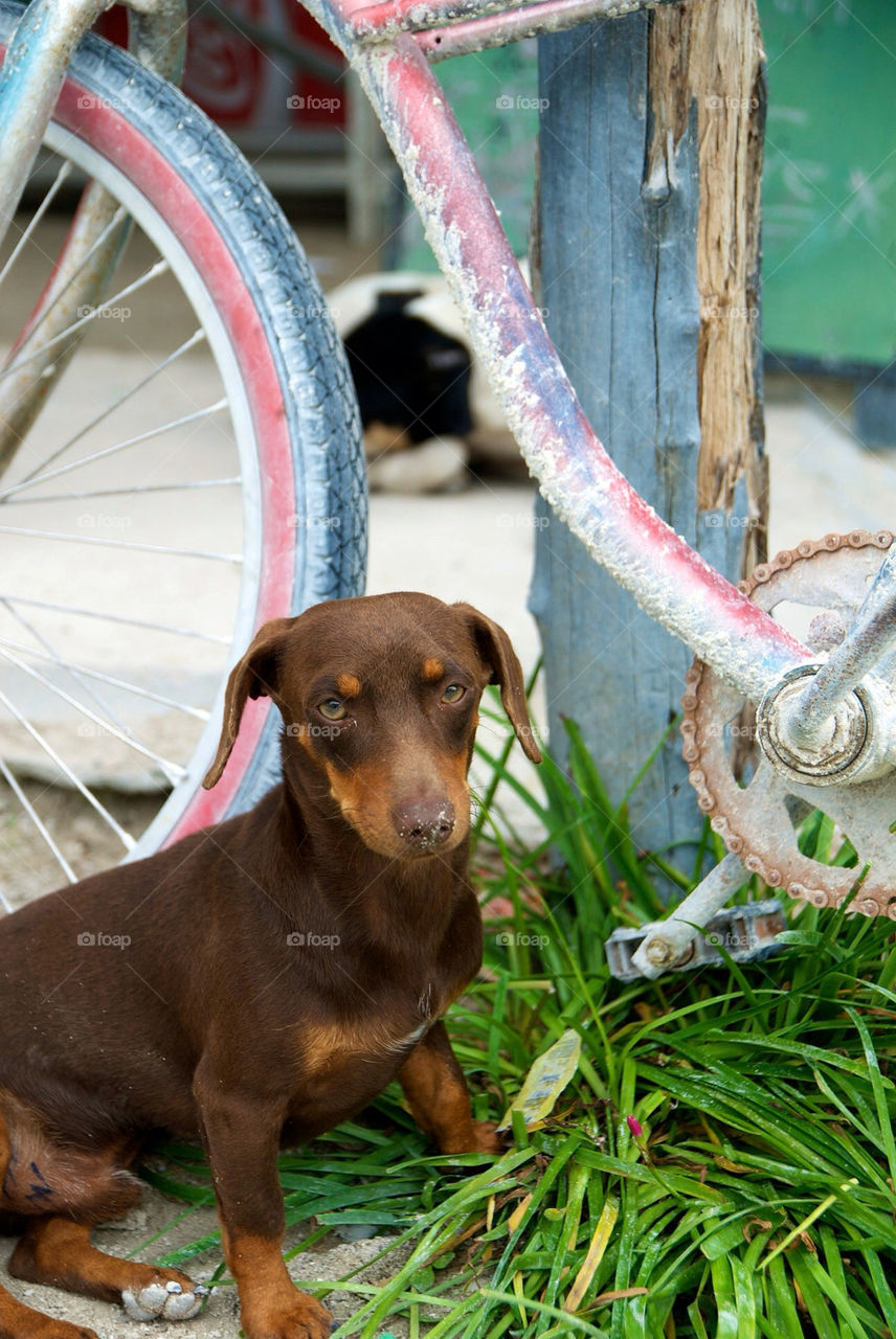 bicycle grass bike dog by christofferv